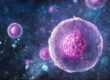 Quels sont les facteurs influençant le développement de l'embryon?